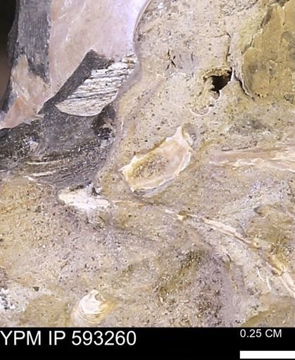 undet. Mollusca