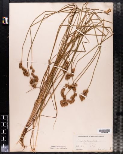 Carex scoparia