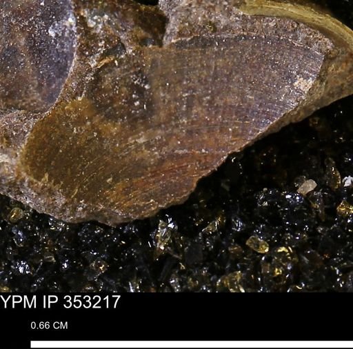 Limopsis striatopunctatus