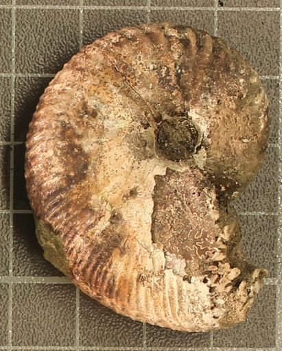 Hoploscaphites nicolletii