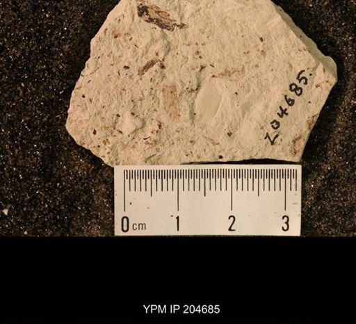 Blattaria