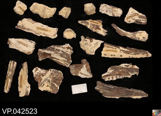 undet. Ichthyodectidae