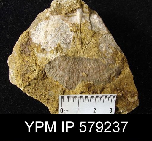 Pustula sp.