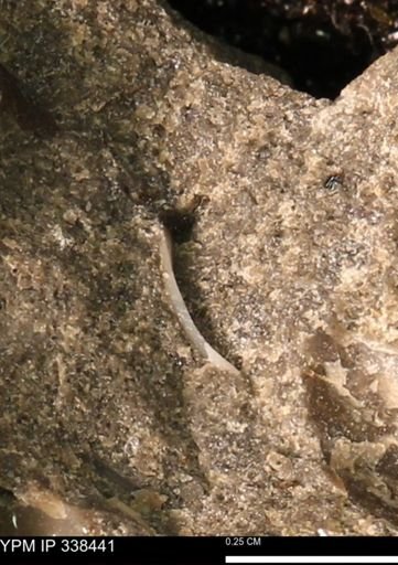 undet. Bivalvia