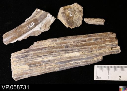 undet. Actinopterygii