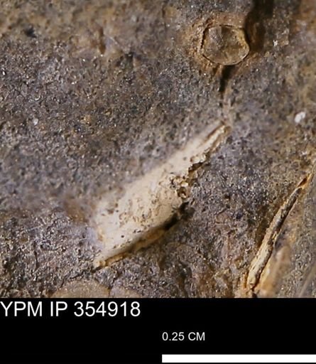 undet. Mollusca