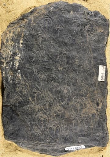 Lepidodendron obovatum