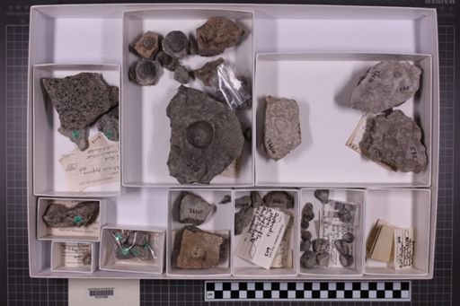 mixed taxa, stratigraphic collection