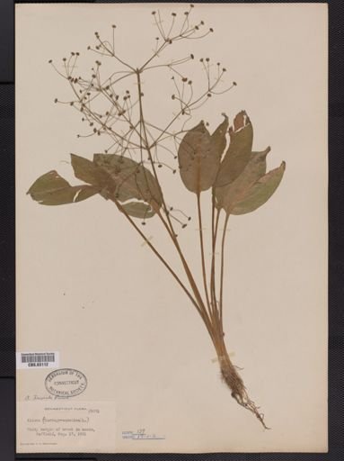Alisma triviale