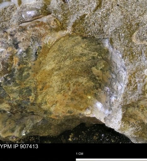 undet. Scaphitidae