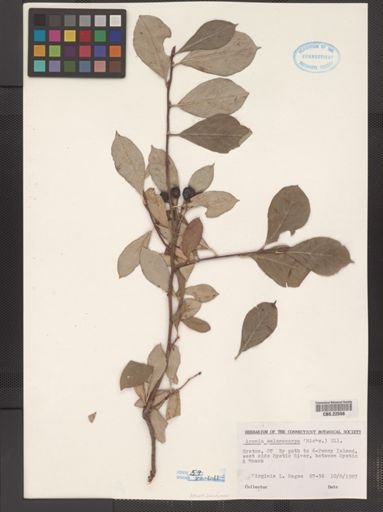 Pyrus melanocarpa