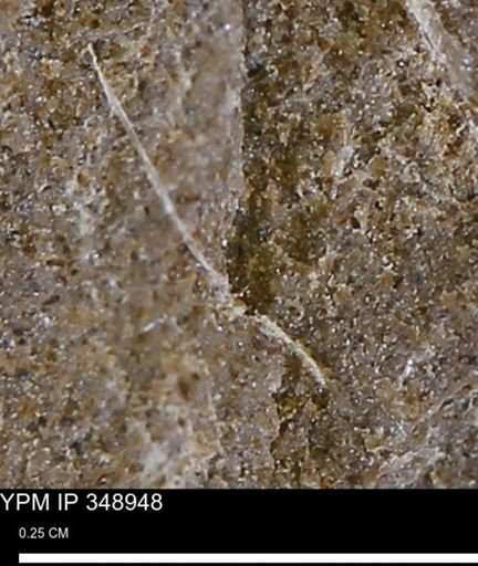 undet. Bivalvia