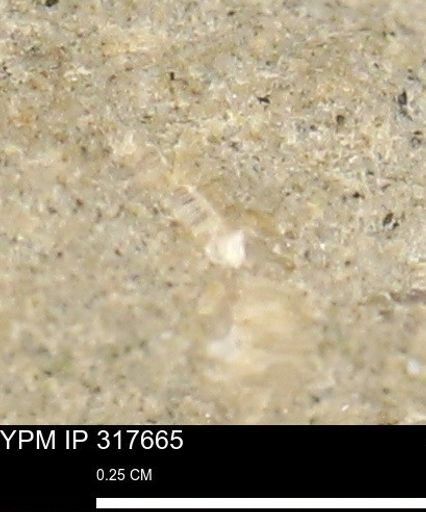 undet. Mollusca