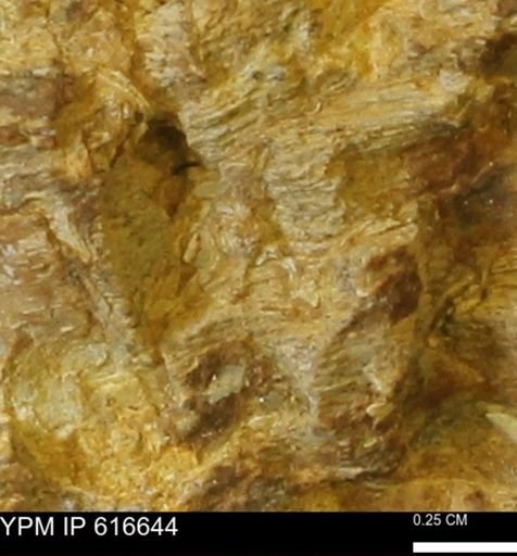 Teredo sp.