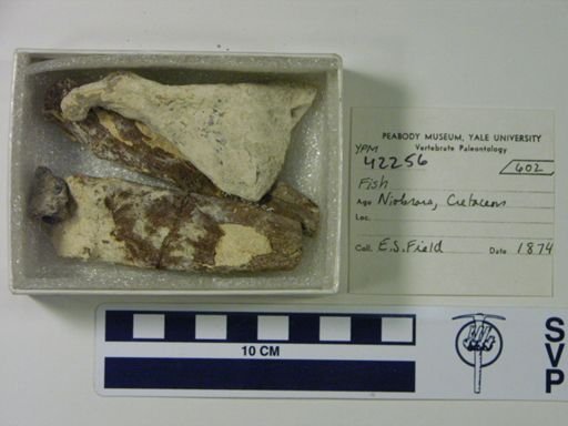 undet. Actinopterygii