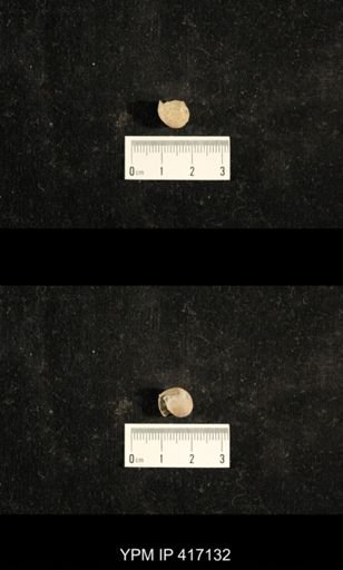Euphemites carbonarius