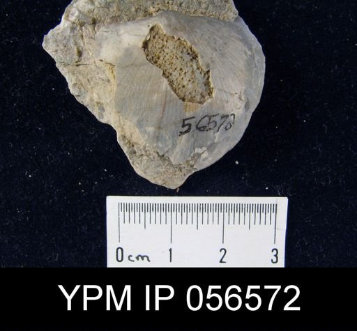 Brachyprion purduei