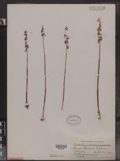 Corallorhiza odontorhiza