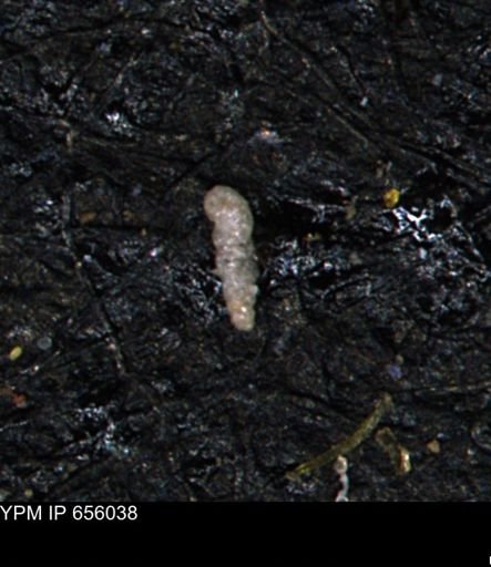 Verneuilinoides kansasensis