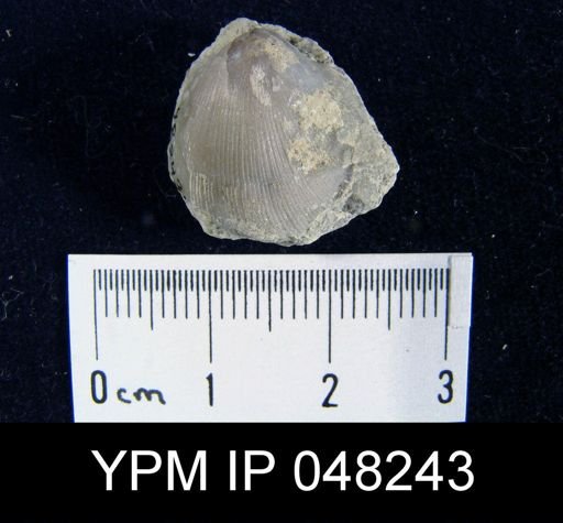 Parmorthis brownsportensis