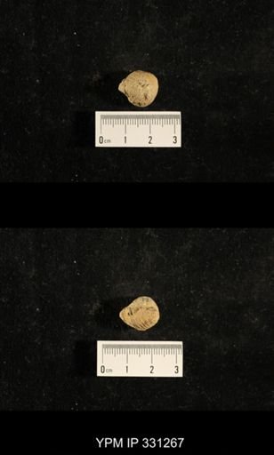 Euphemites sp.