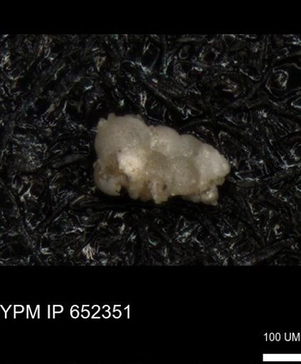 undet. Heterohelicidae