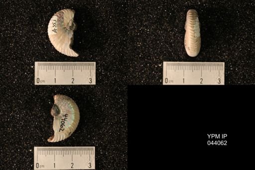 Hoploscaphites nicolletii