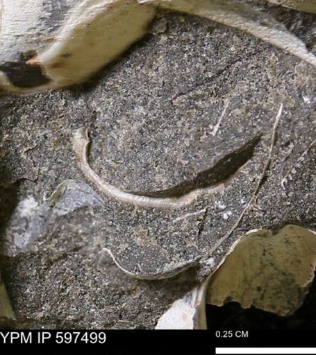 Limopsis striatopunctatus