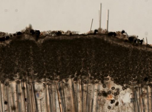 Geodia sp.
