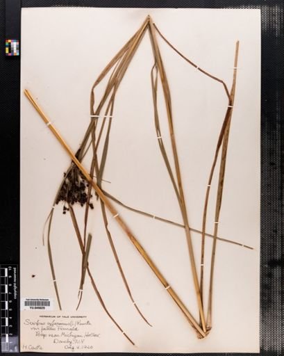 Scirpus cyperinus