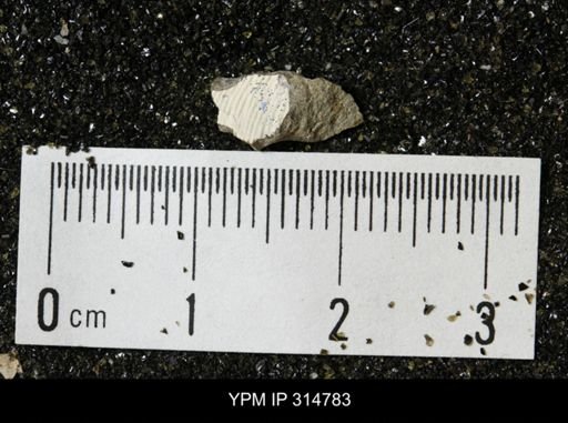 undet. Mollusca