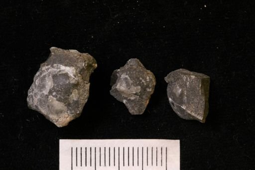 Oxytoma (Hypoxytoma) sp.