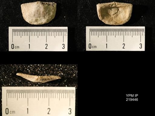 Chonetes granulifer