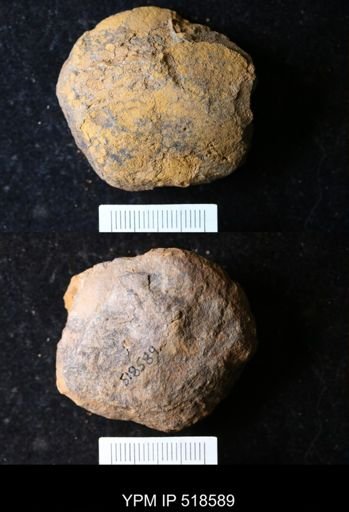 undet. Echinodermata
