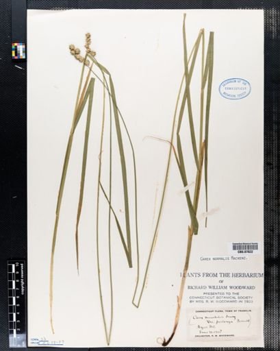 Carex normalis