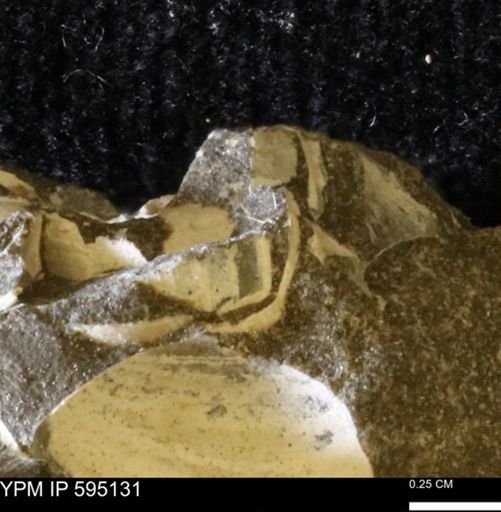 Protocardia sp.