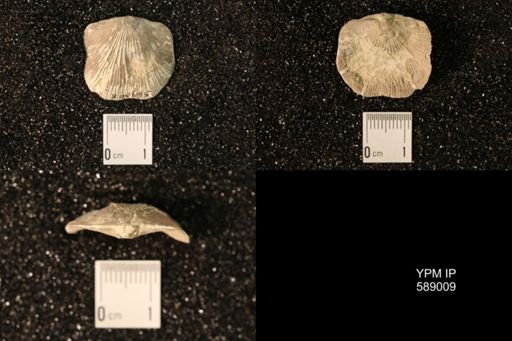 Dinorthis subquadrata