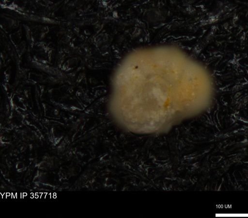 undet. Foraminiferida