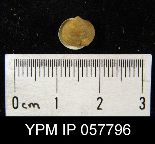Rhipidomella oblata