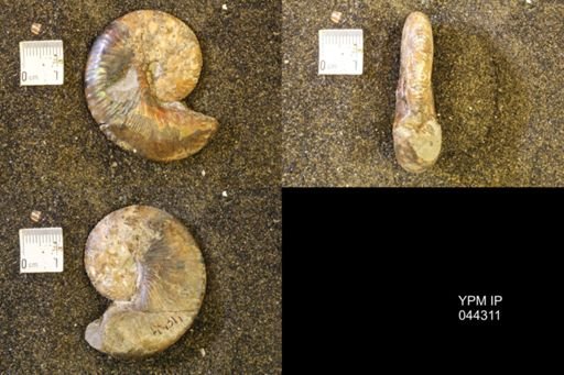 Hoploscaphites comprimus