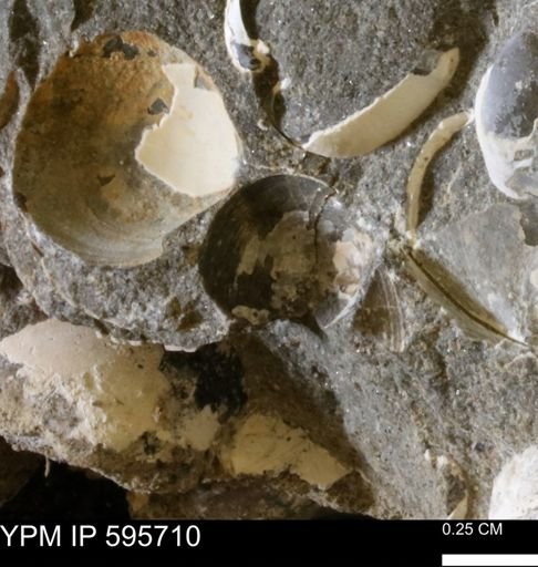 Protocardia sp.