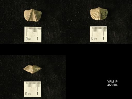 Platystrophia laticosta