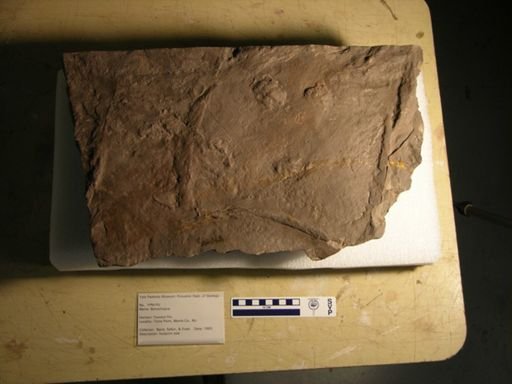 Batrachopus gracilis