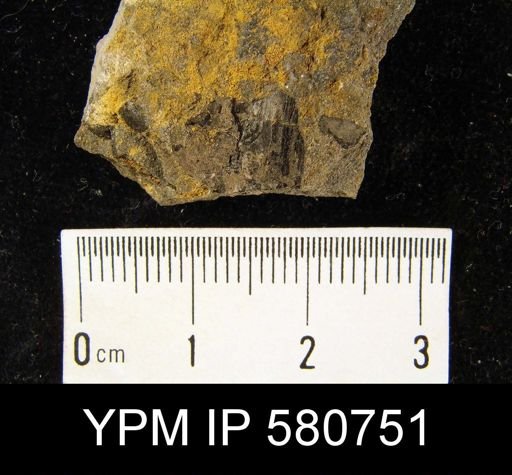 undet. Linguloidea