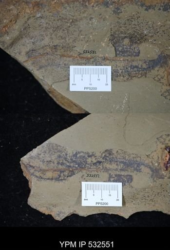 undet. Graptolithina