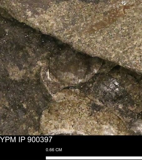 Anomia gryphorhyncha