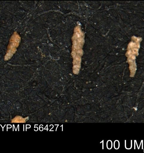 Verneuilina canadensis