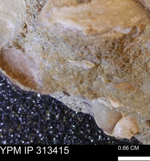 Corbicula sp.
