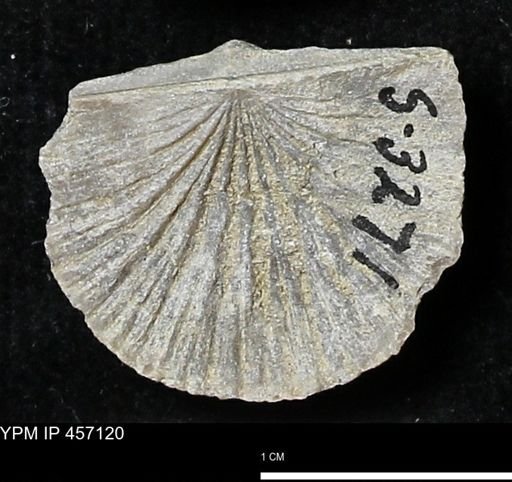 Stropheodonta sp.