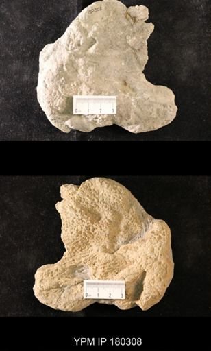 Saccospongia aspera